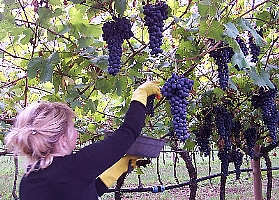 アルデーノ社のノヴェッロは「山の貴婦人」テロルディゴ種から。TANAKAYA WineList 【 i5535